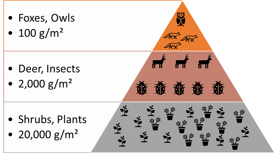 Ecological Pyramids Numbers Biomass Energy With Example Sociology Owl