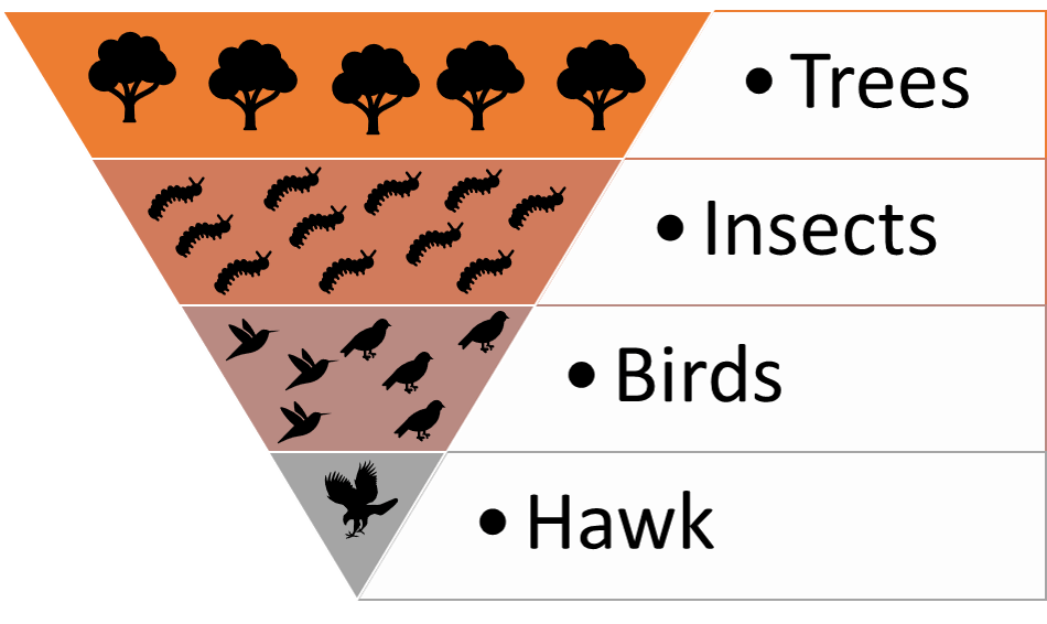 Ecological pyramids: Numbers, Biomass, Energy with Example for UPSC ...