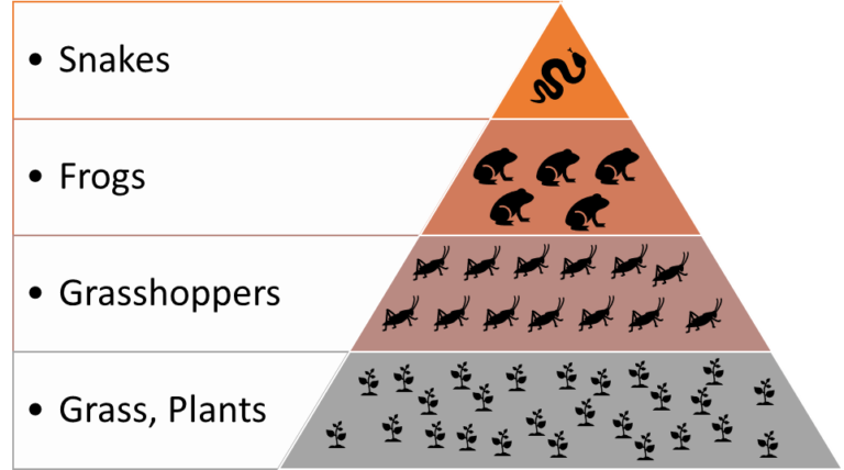 Ecological pyramids: Numbers, Biomass, Energy with Example for UPSC ...