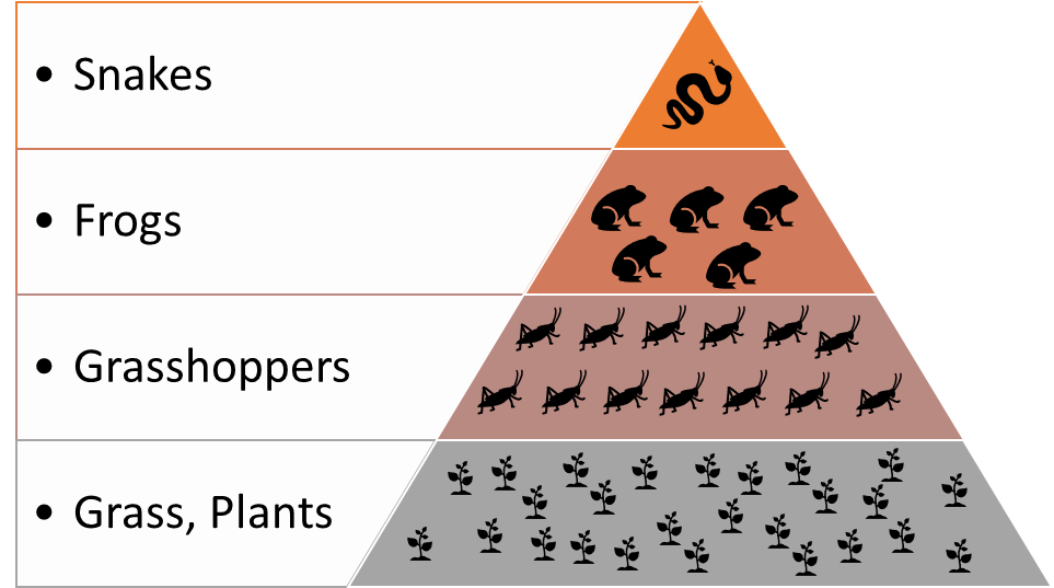 Ecological pyramids: Numbers, Biomass, Energy with Example for UPSC ...