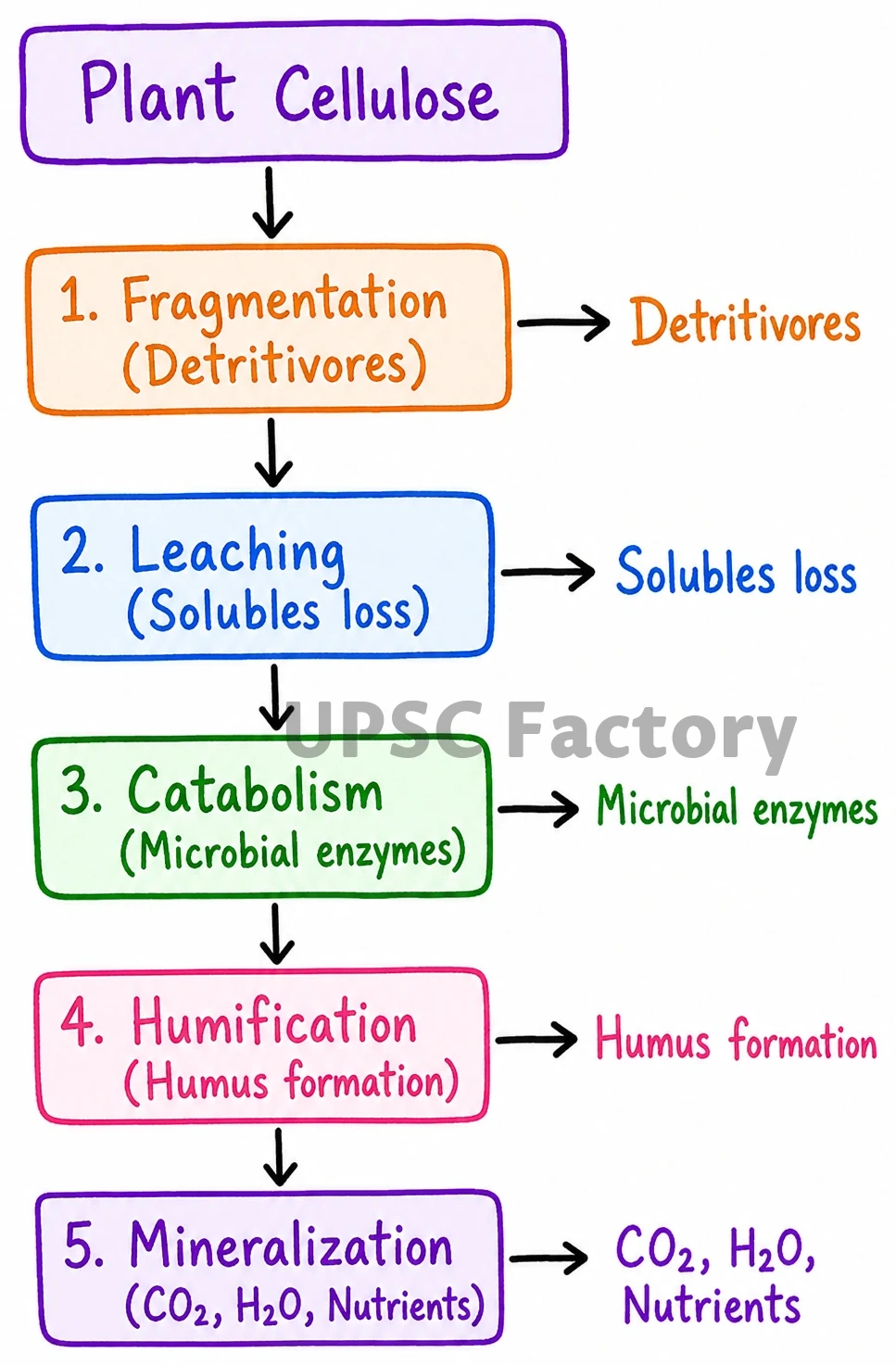 Q. Each year a large amount of plant material, cellulose, is deposited on the surface of Planet Earth. What are the natural processes this cellulose undergoes before yielding carbon dioxide, water and other end products ? 1