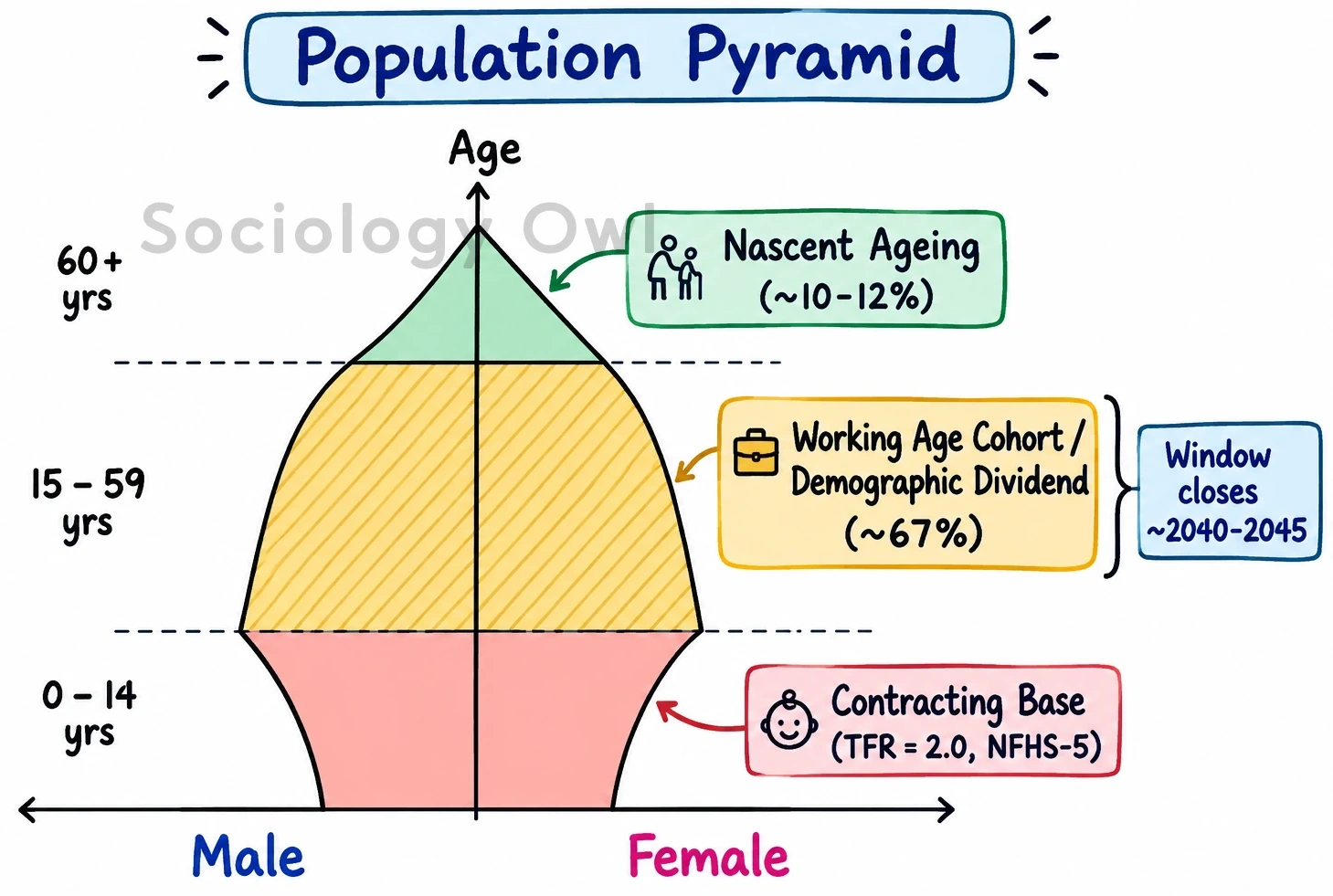 Q. Draw the current population pyramid of India. What policy measures would you recommend for population dynamics to achieve sustainability? 3